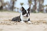 BOSTON TERRIER 382